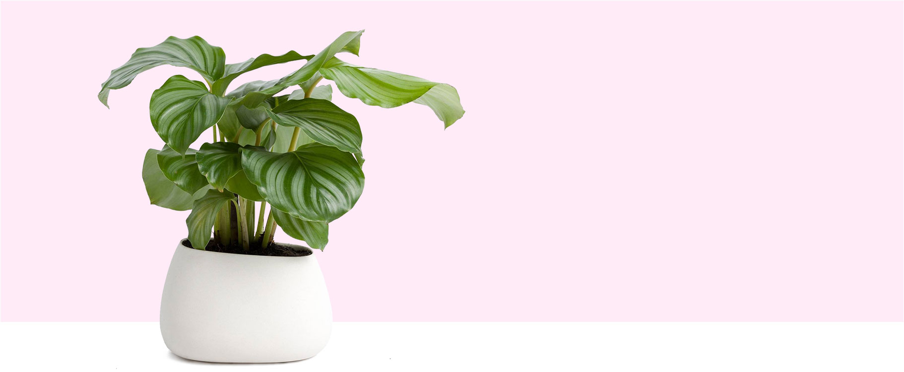 Rule of Green Thumb