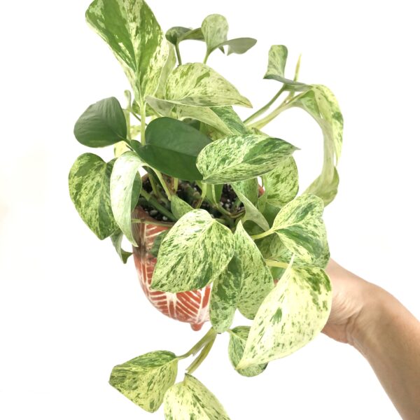 marble queen pothos