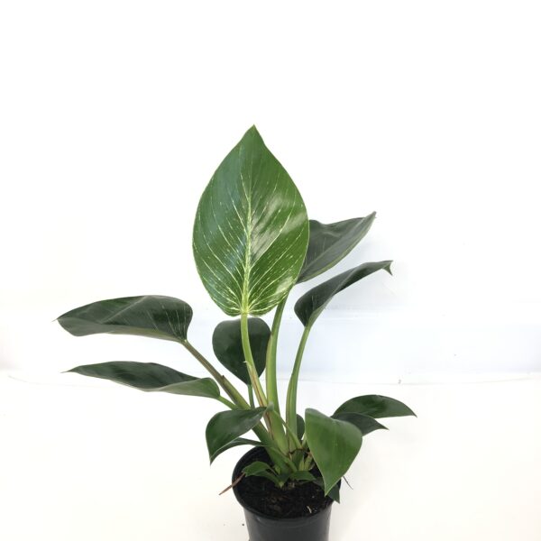 Philodendron Birkin