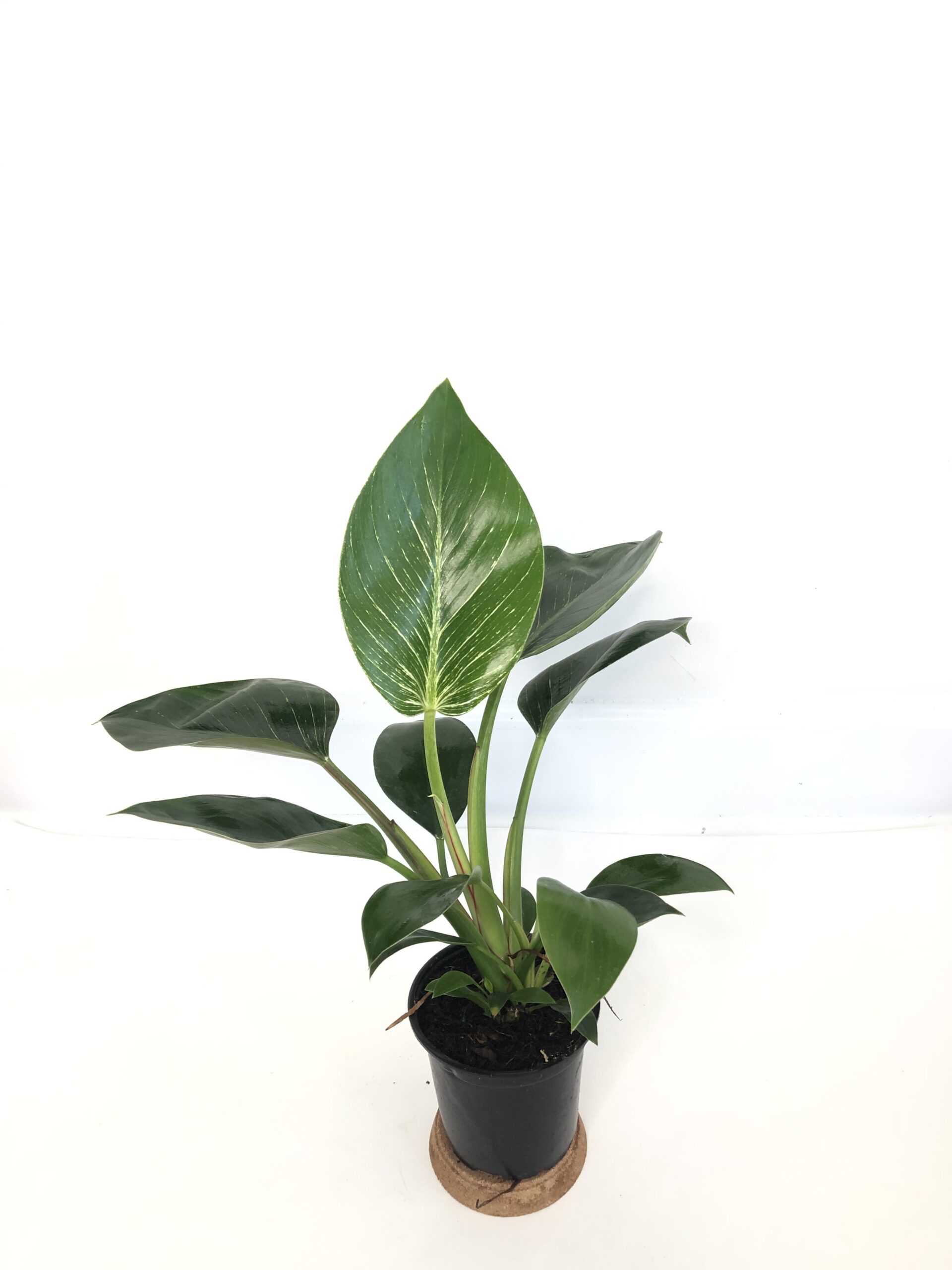 Philodendron Birkin