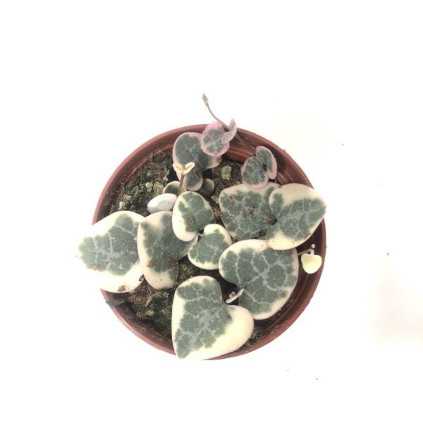 String of Hearts (Pink Variegated) 3"
