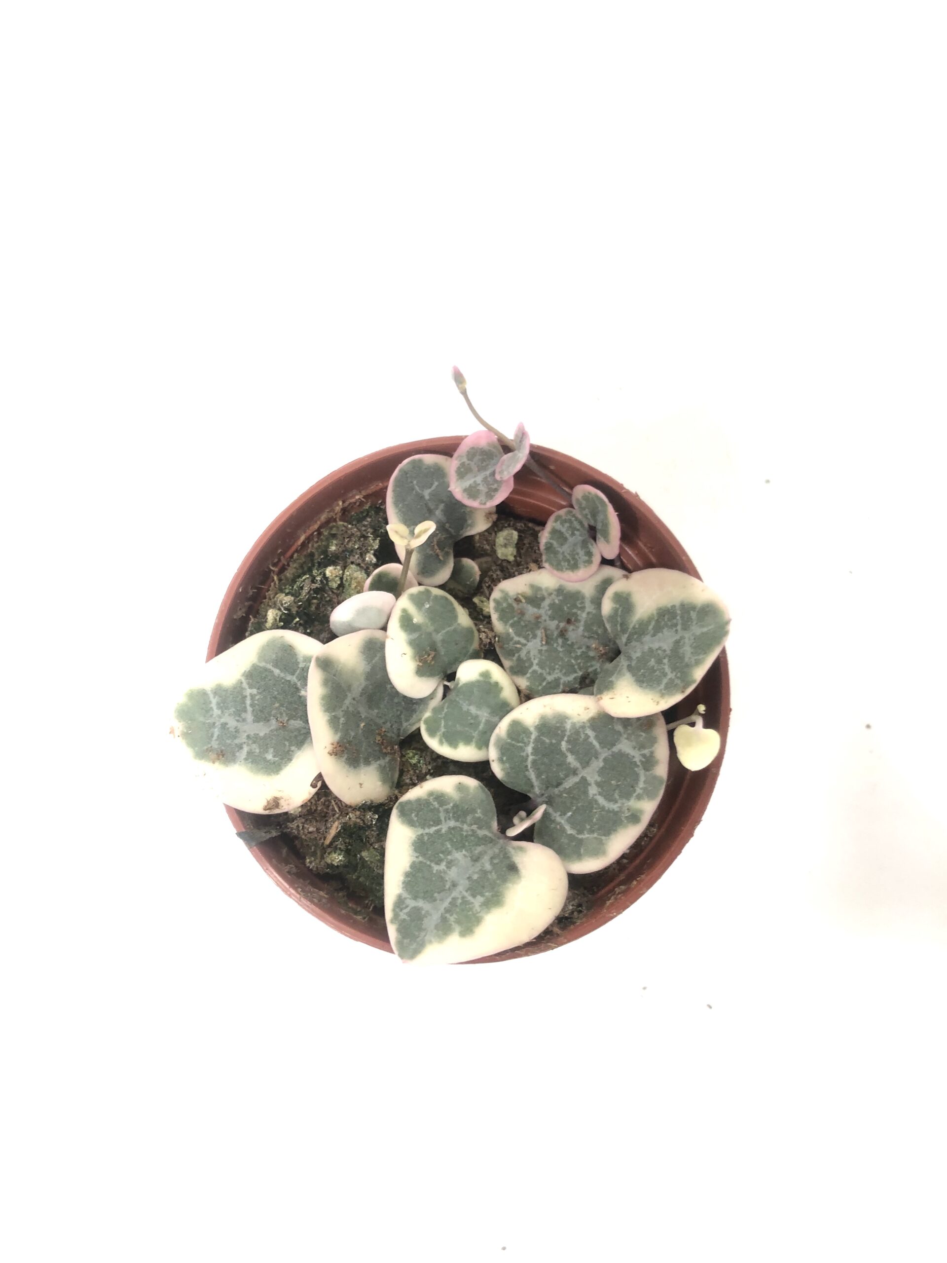 String of Hearts