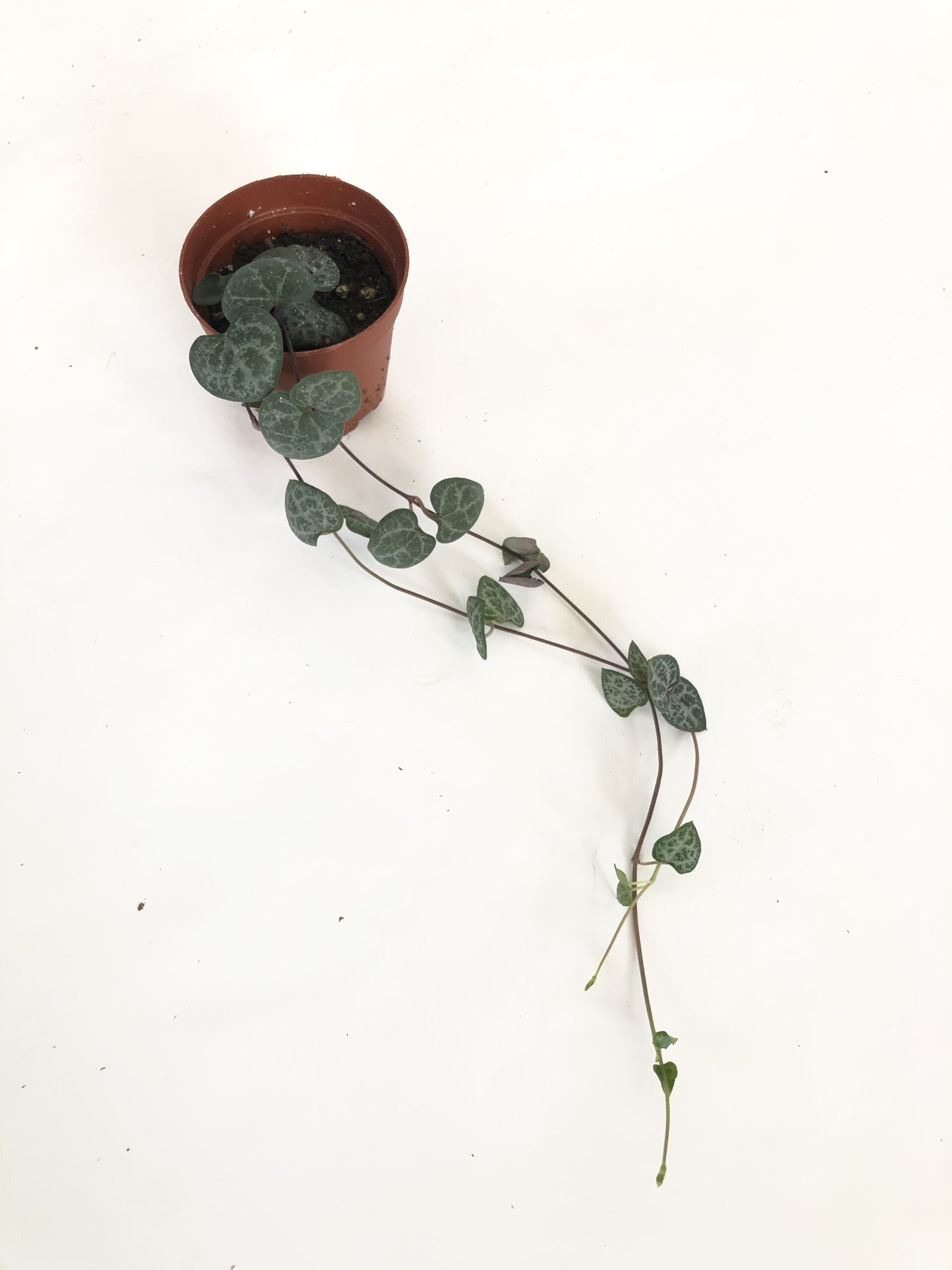 string of Hearts indoor plant