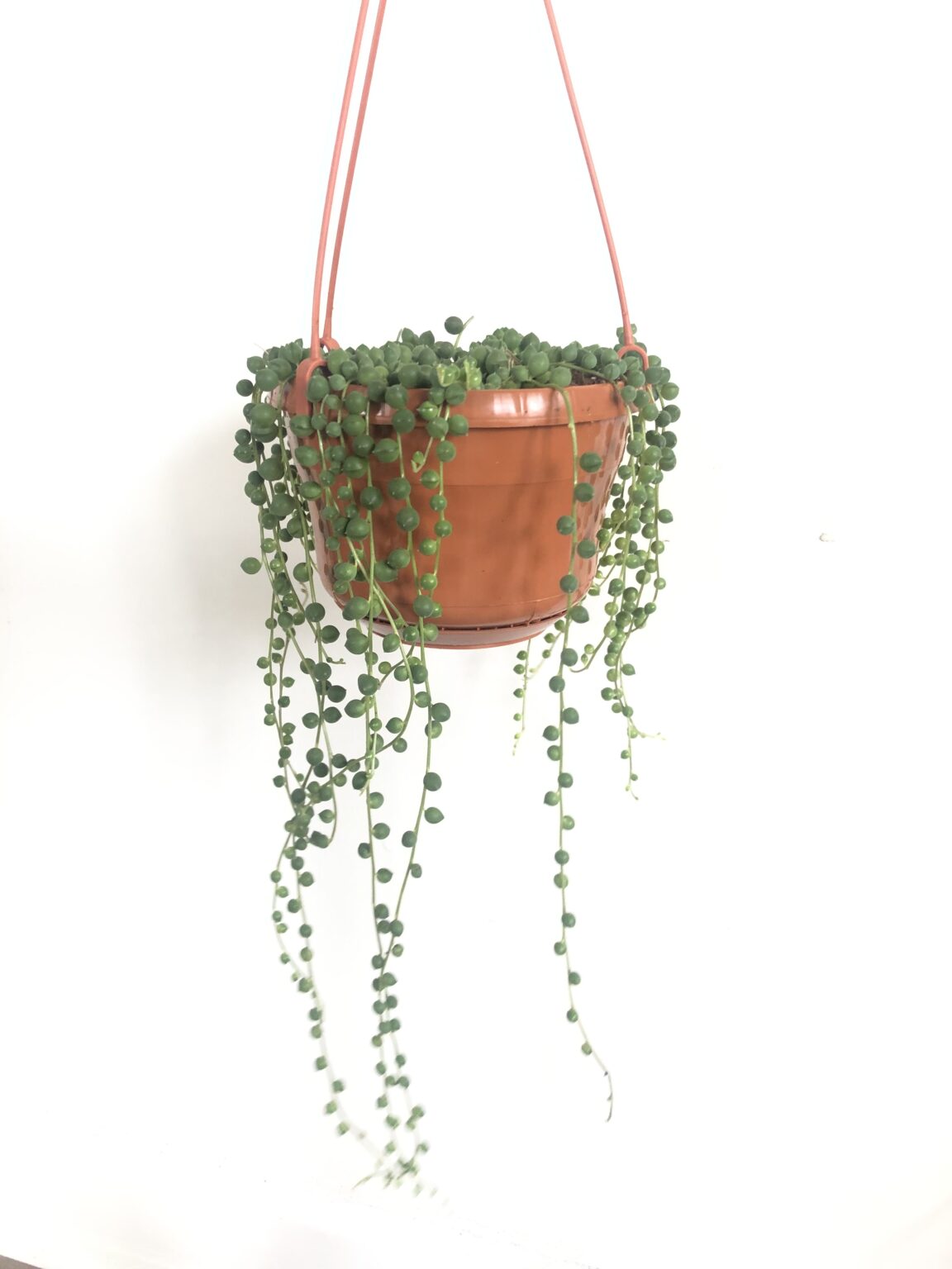 String of Pearls Hanging Basket Rule of Green Thumb