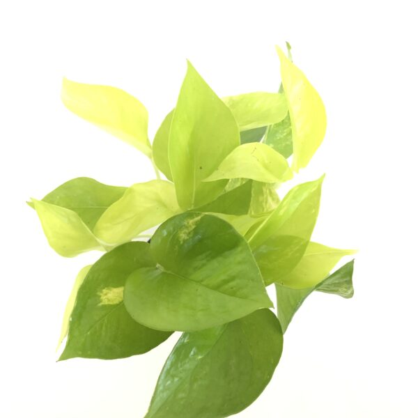 Neon Pothos