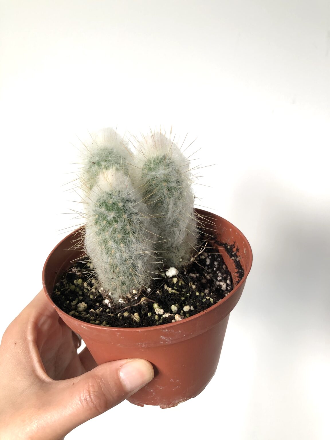 Plant Old Man Cactus Cephalocereus Senilis Triple Rule Of Green Thumb
