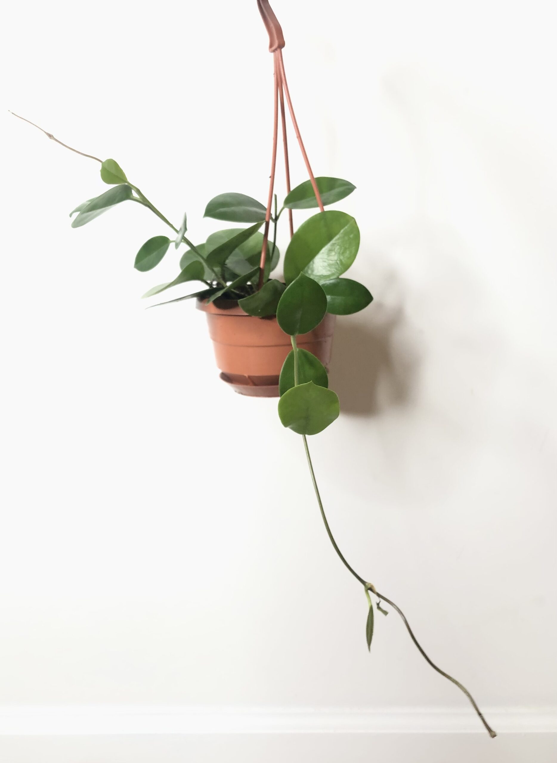 Indoor plant Hoya