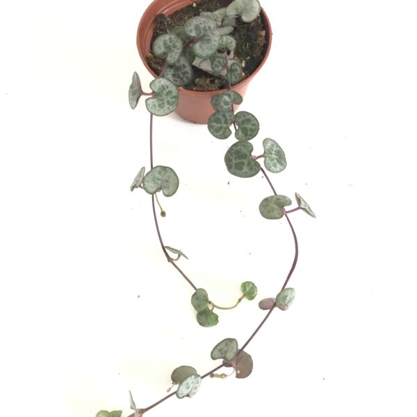 String of Heart Silver Glory