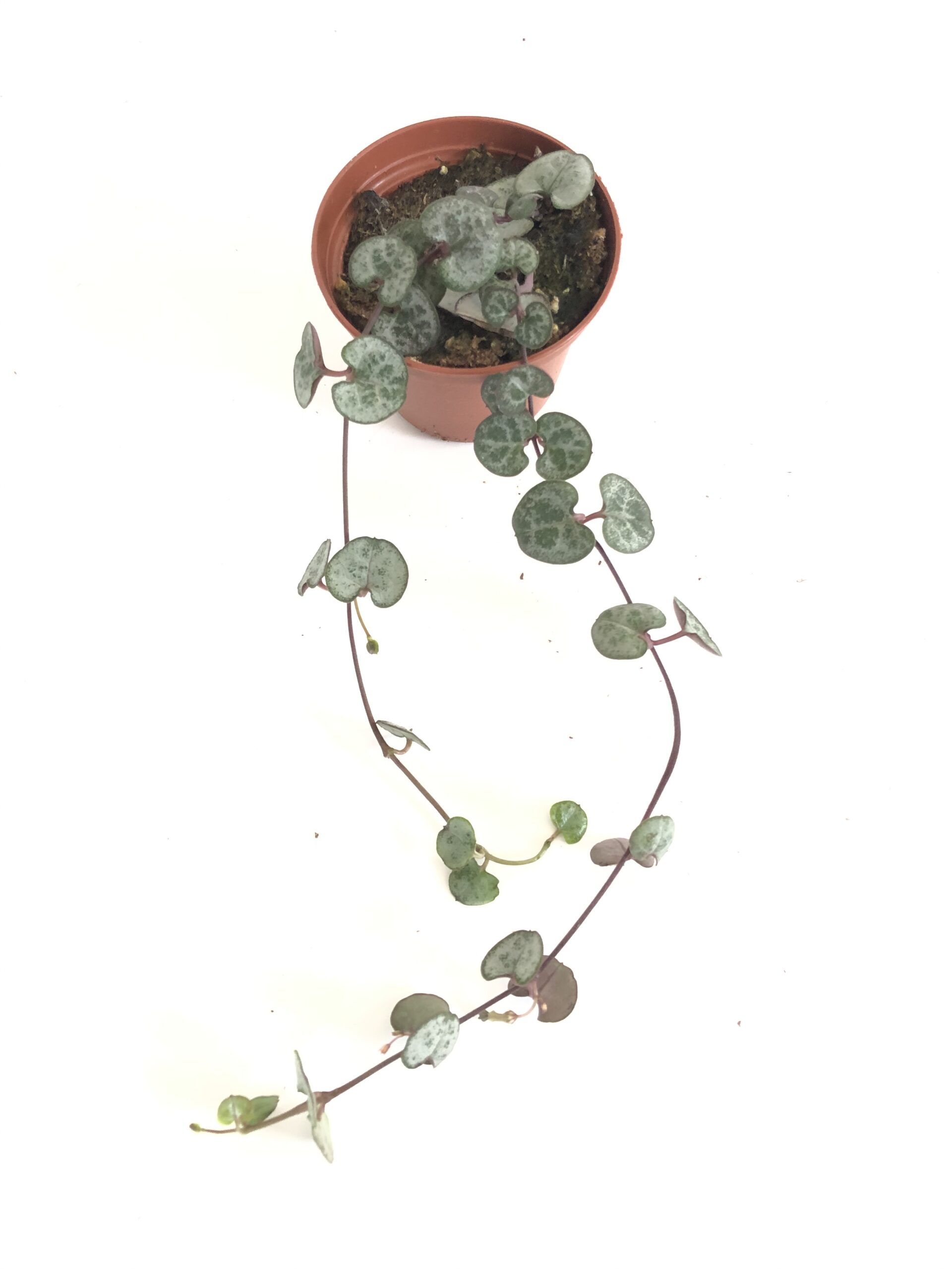 String of Heart Silver Glory