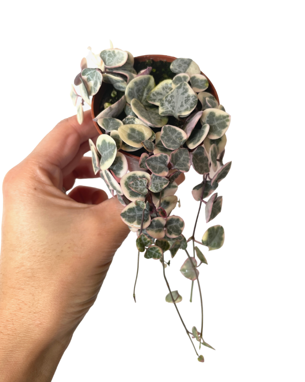 String of Hearts (Pink Variegated) Rule of Green Thumb