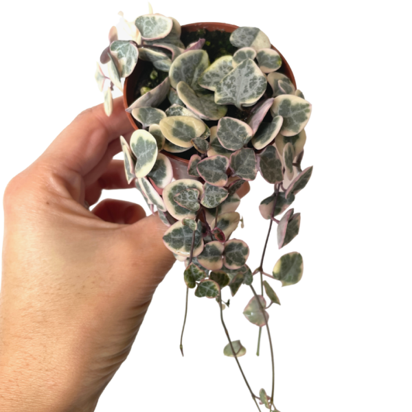 string of hearts variegated sale