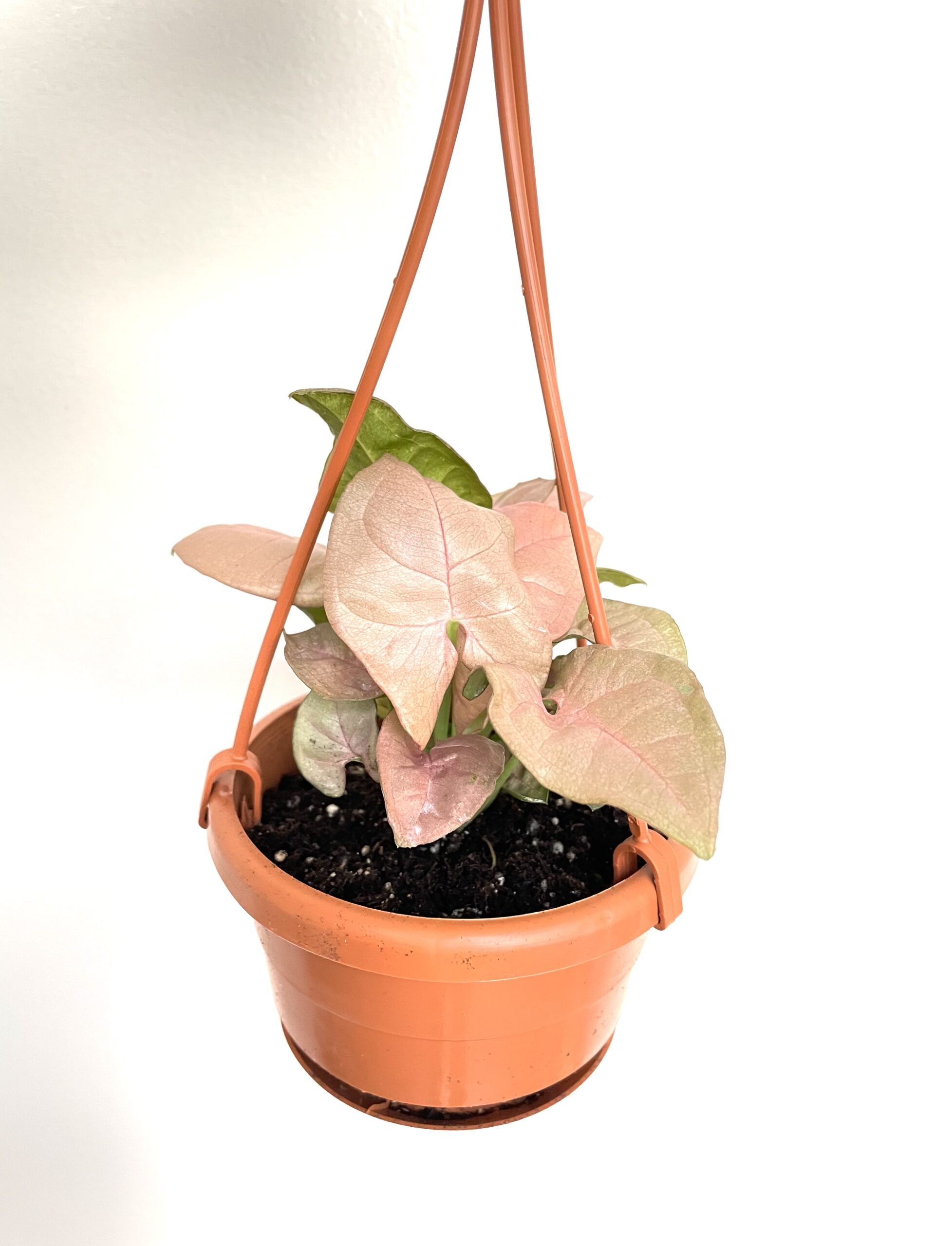 basket syngonium pink hanging plants rule