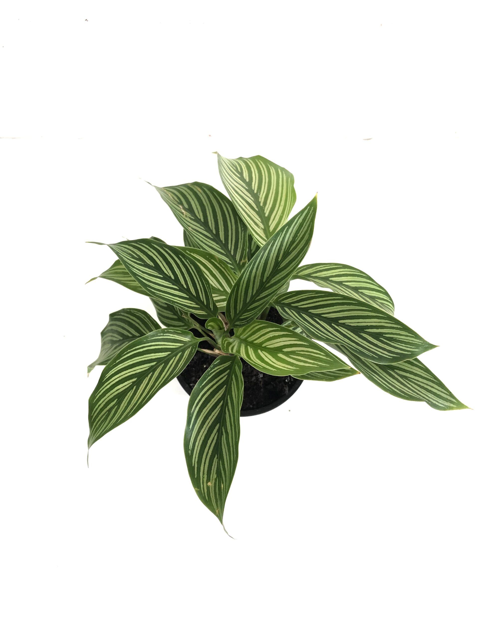 Calathea indoor plant