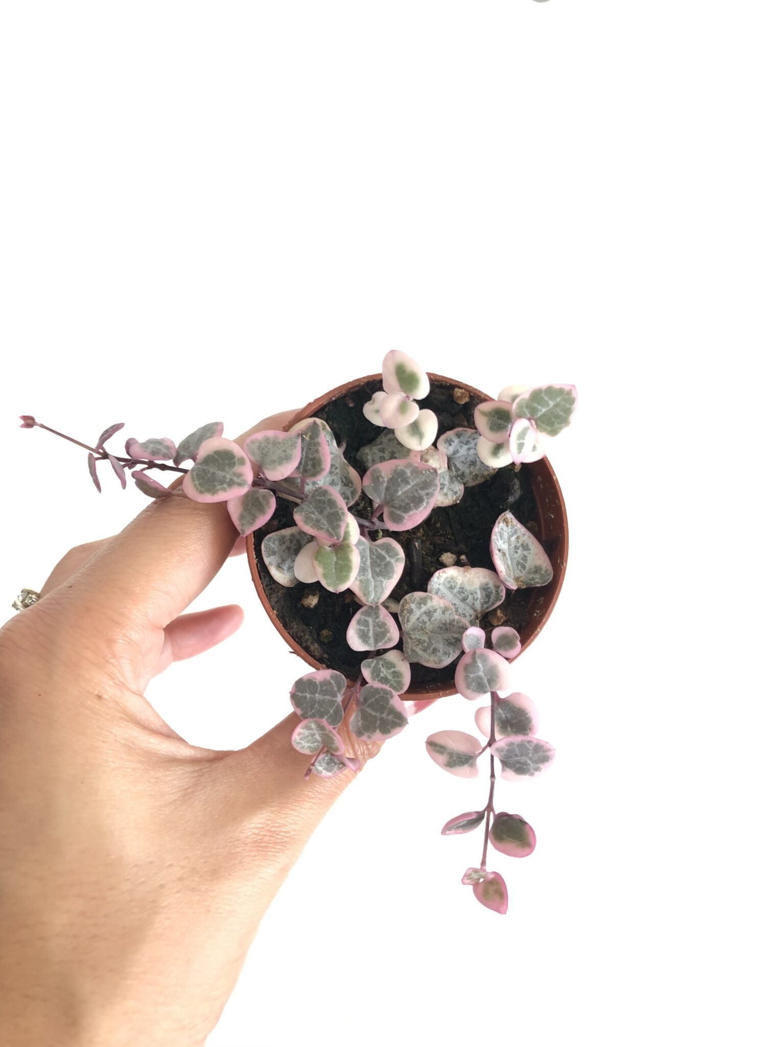 String of Hearts (Pink Variegated) 3″ Rule of Green Thumb