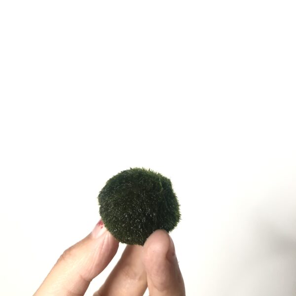 indoor plant marimo moss ball