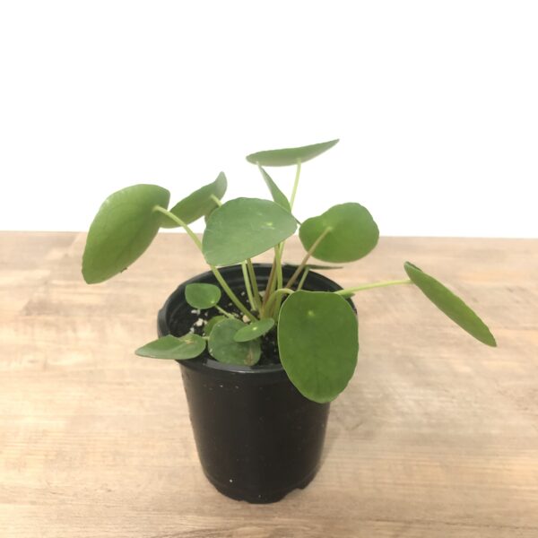 piles peperomioides indoor plant