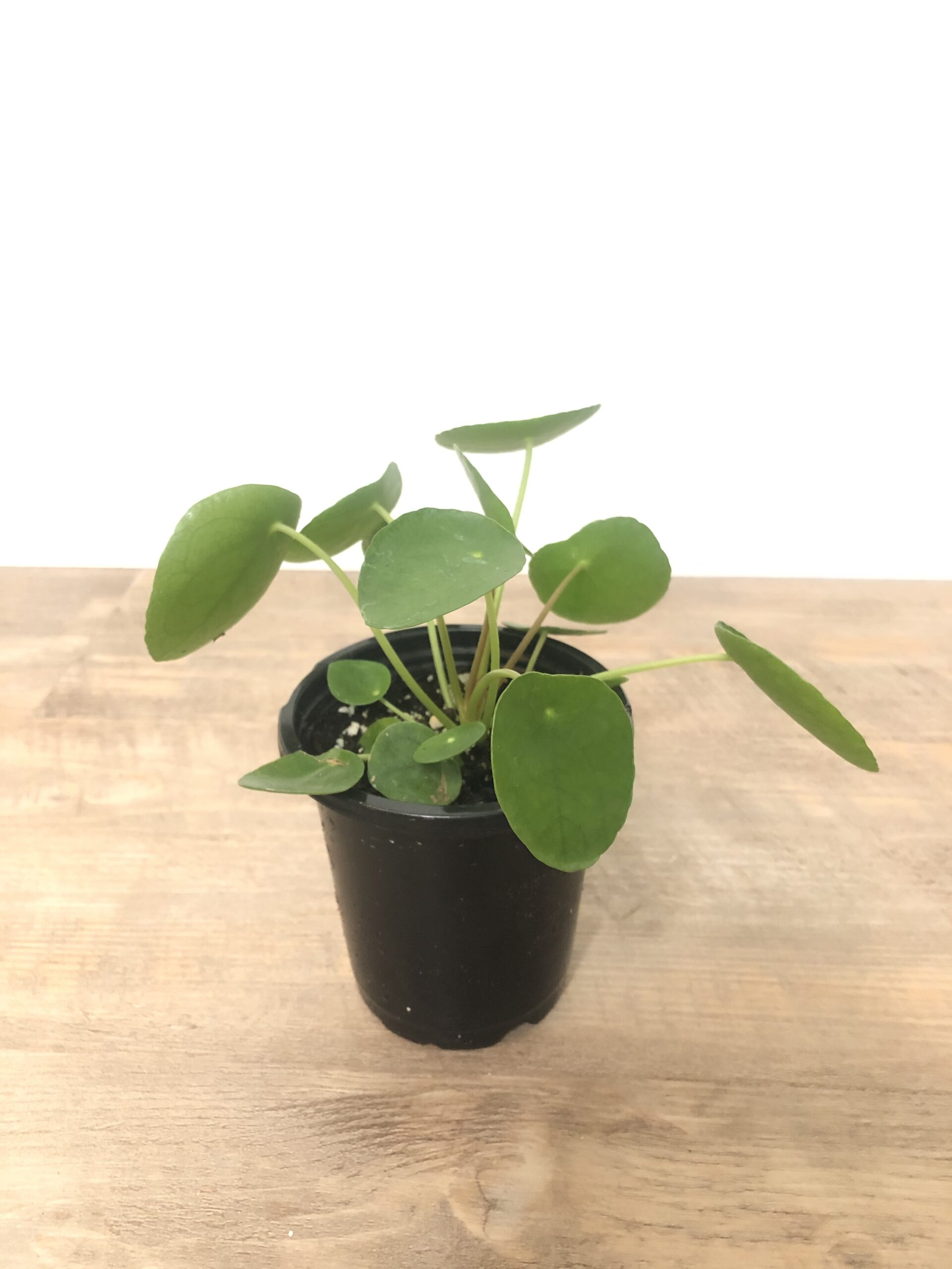 piles peperomioides indoor plant