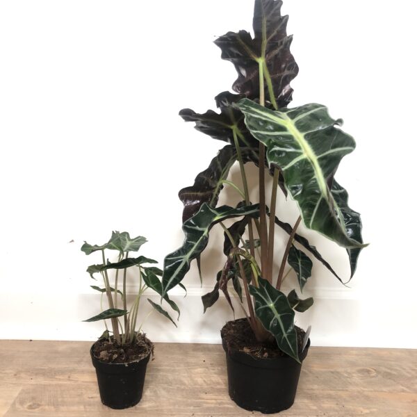 Alocasia polly indoor plant