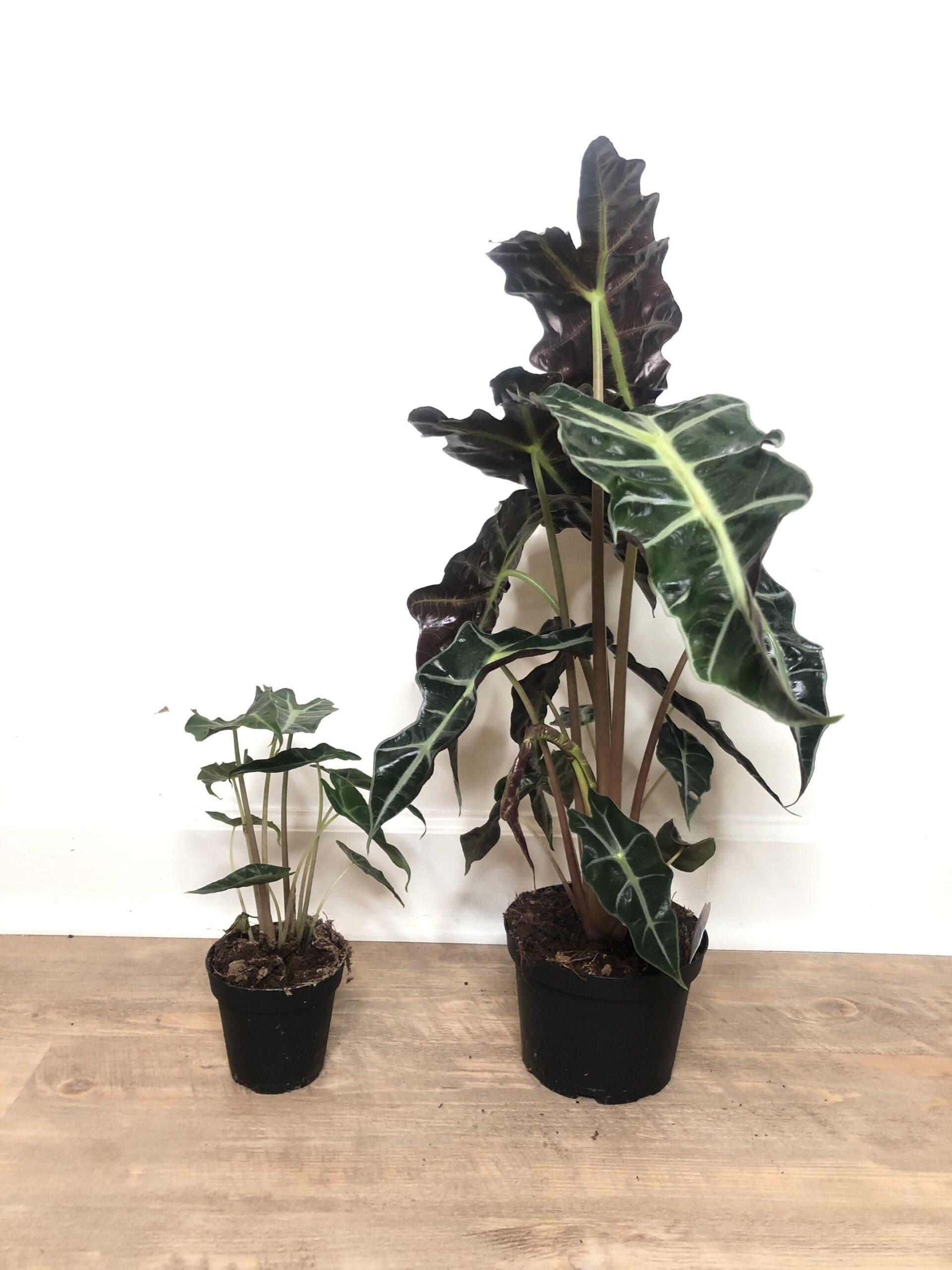 Alocasia polly indoor plant