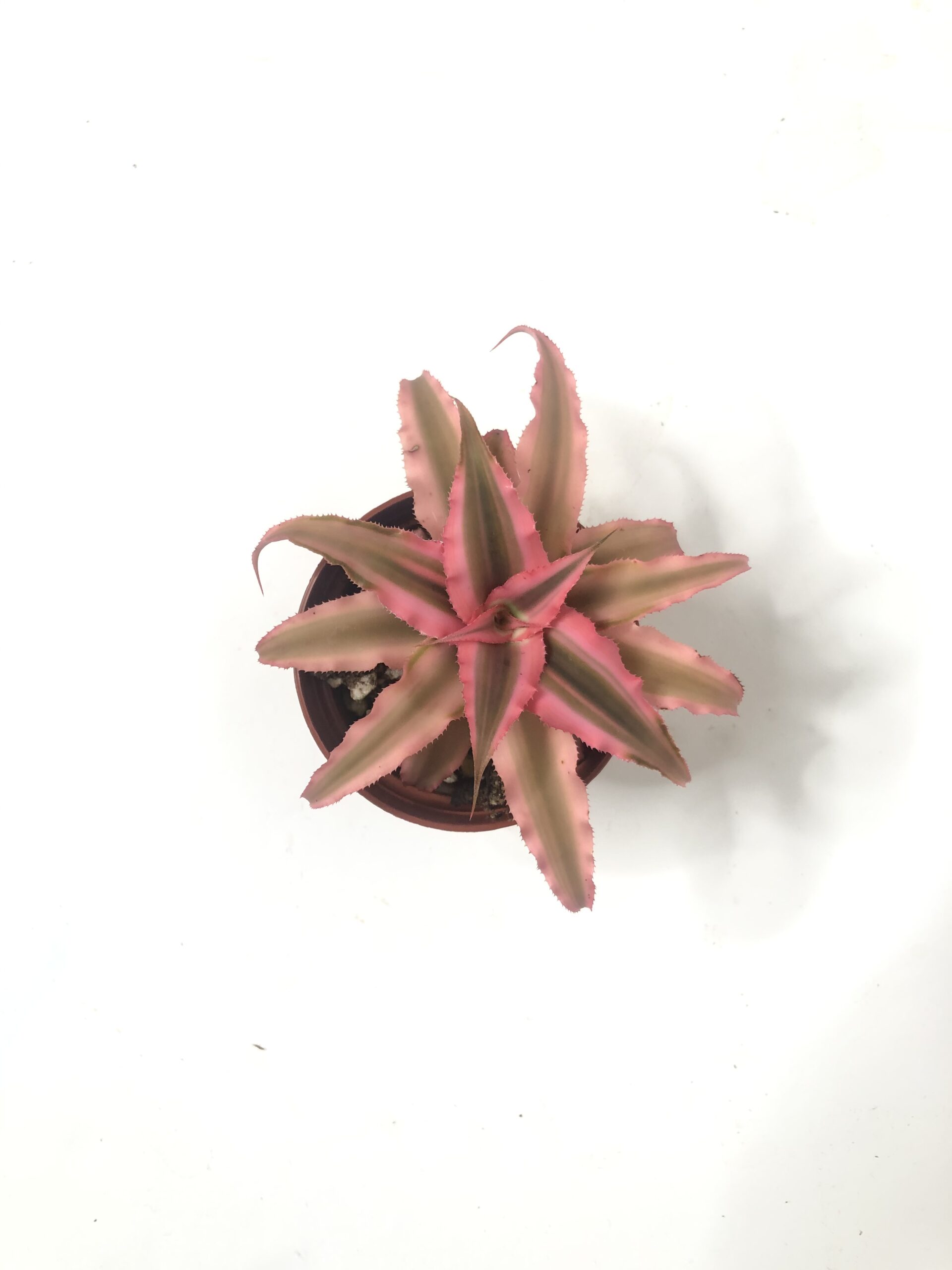 pink indoor plant