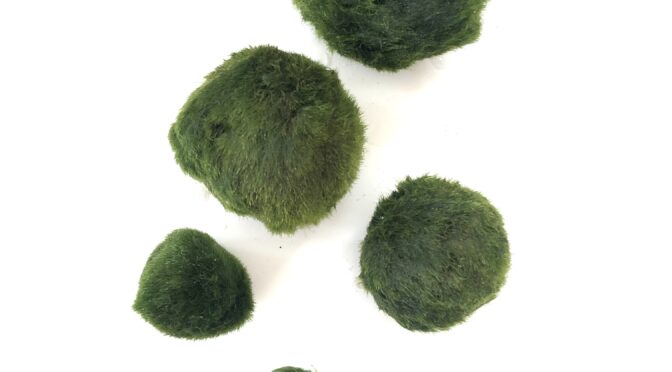 marimo