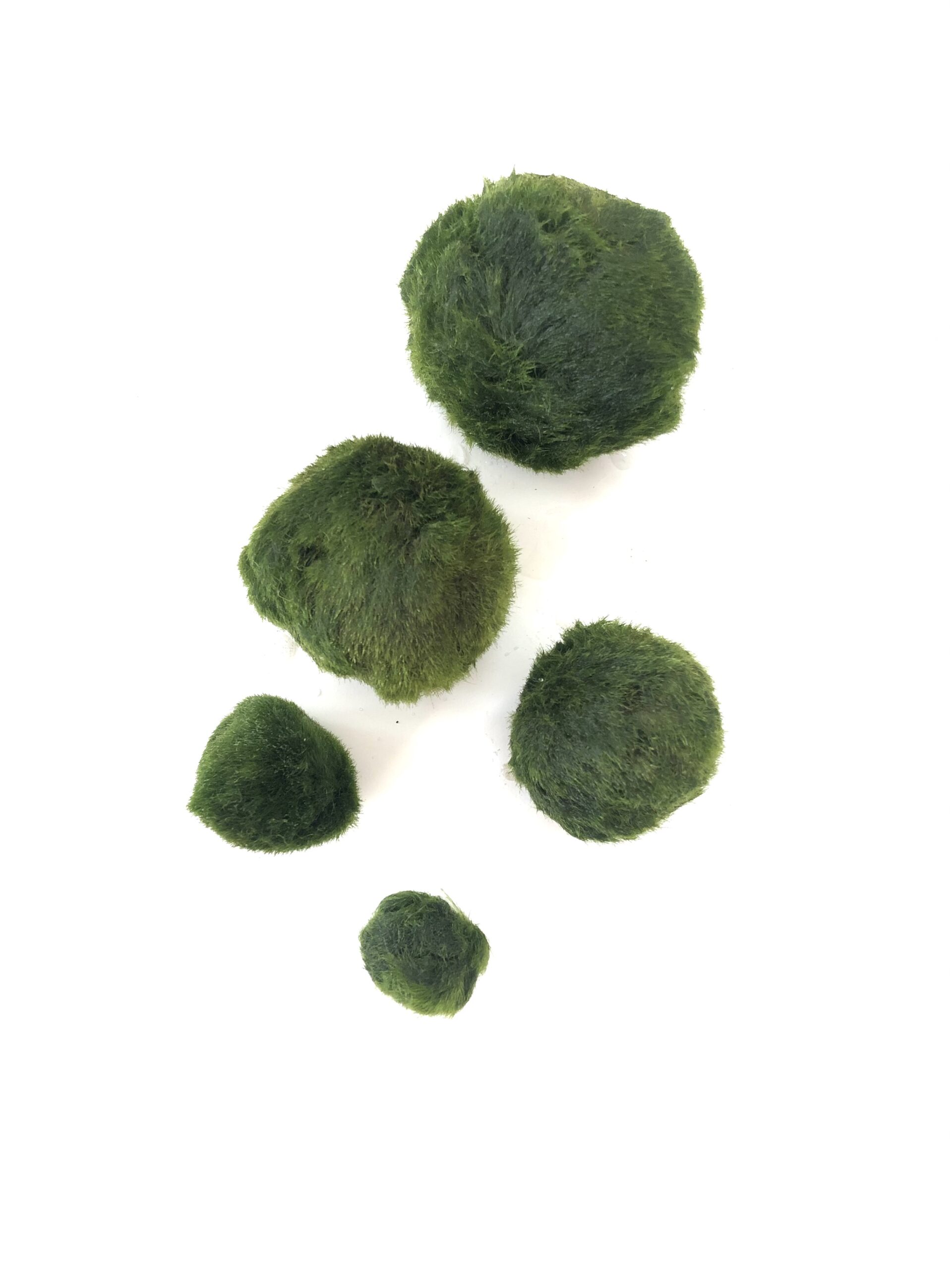 MrBrownThumb: Marimo, Japanese Moss Ball