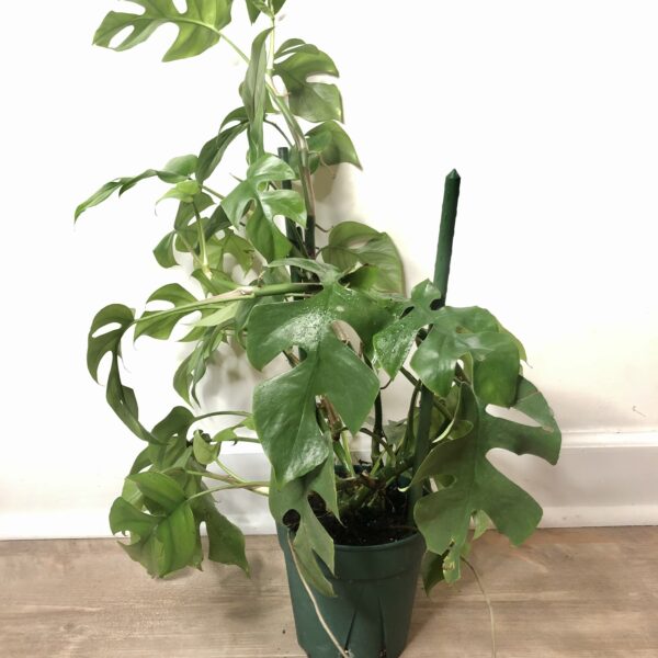 Mini monstera indoor plant
