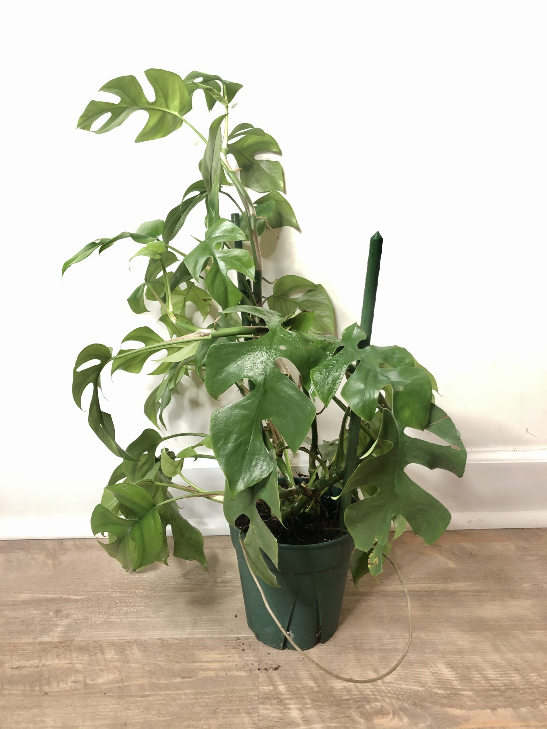 Mini monstera indoor plant