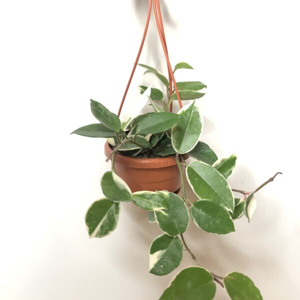 Hoya indoor plant