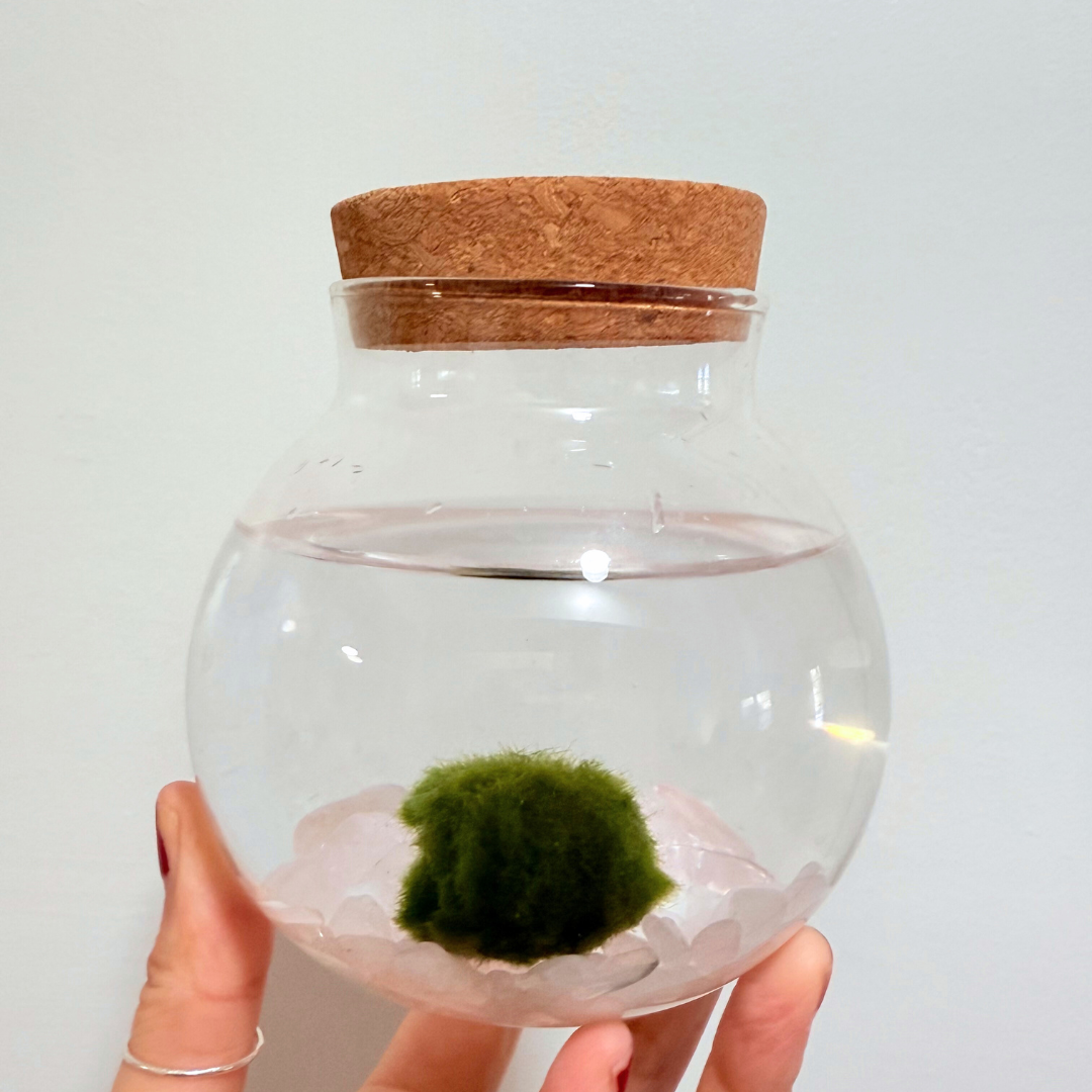 Kokedama Japanese Algae Ball Wholesale