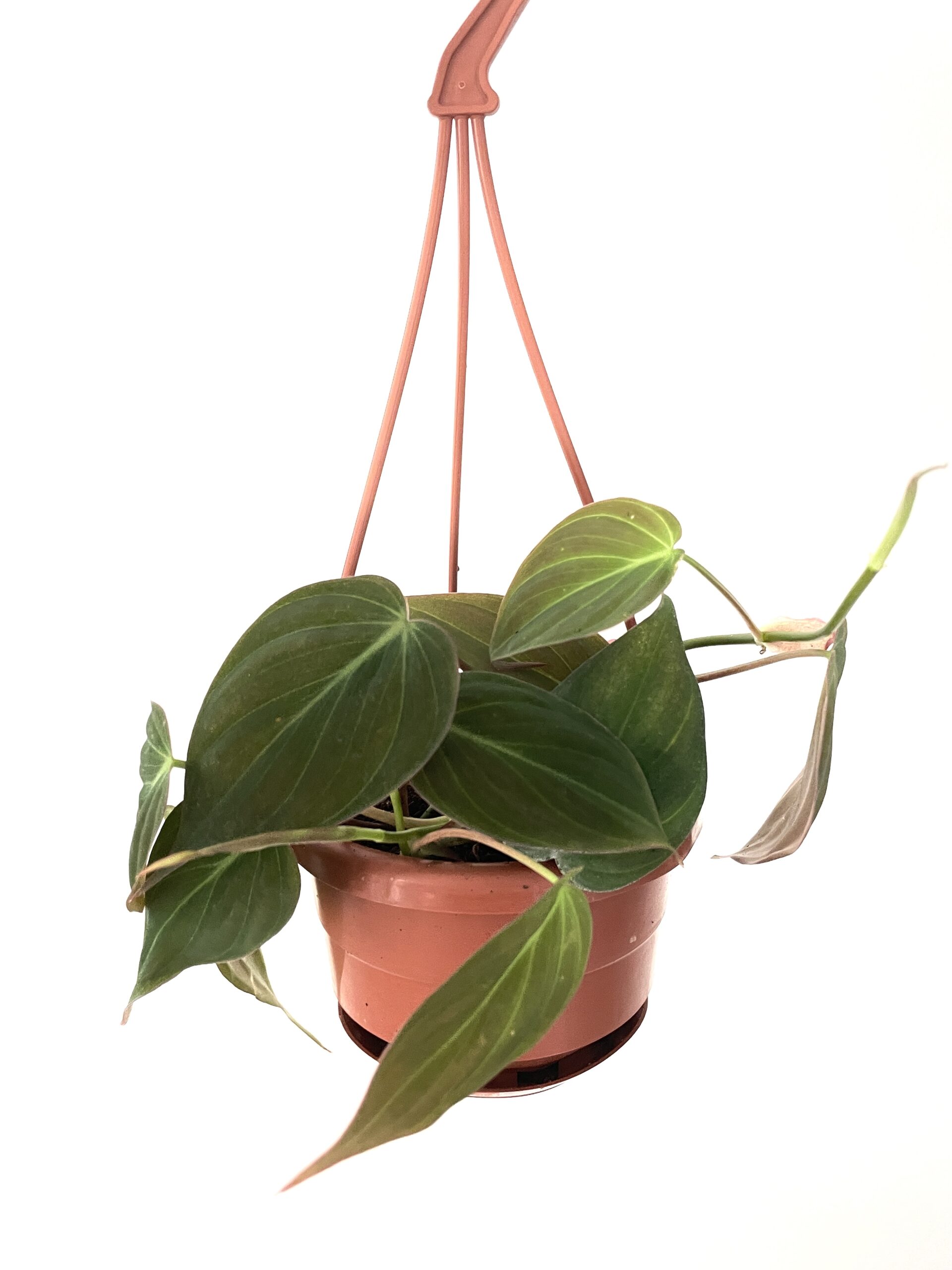 philodendron micans delivery