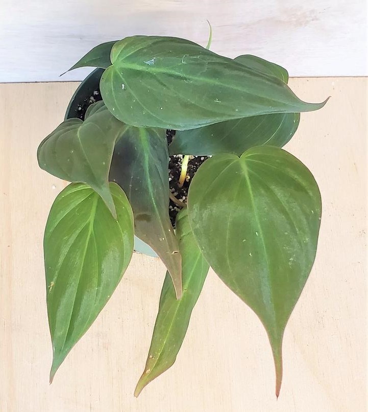 Philodendron Micans 3″ – Rule of Green Thumb