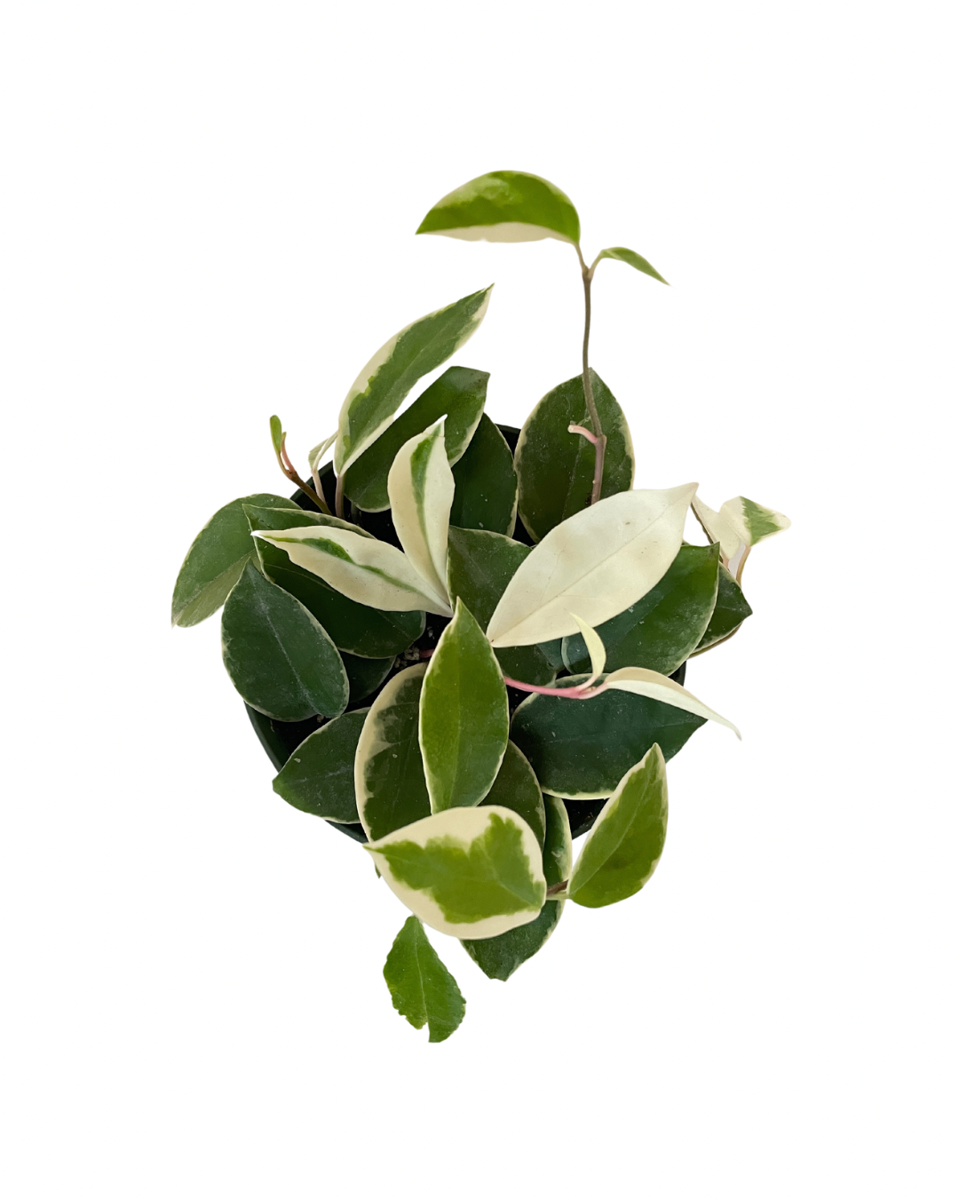 Hoya plant indoor tropical