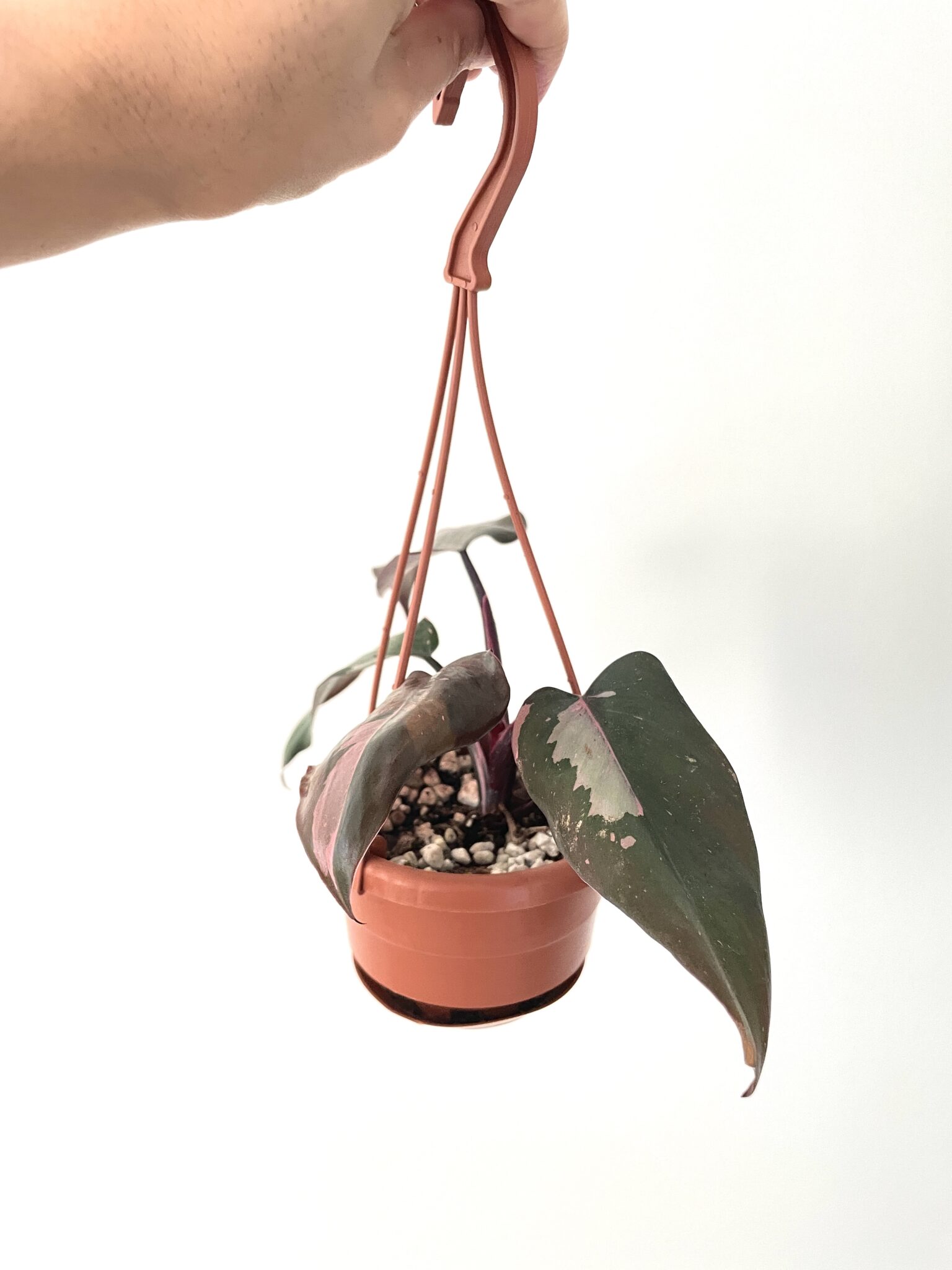 Pink Princess Philodendron 4″ Hanging Basket B - Rule of Green Thumb