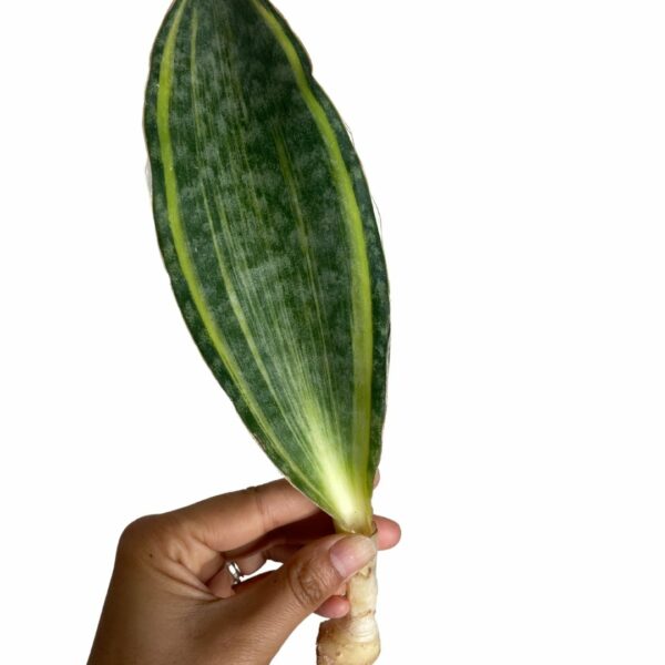 Whale Fin Sansevieria (Variegated)
