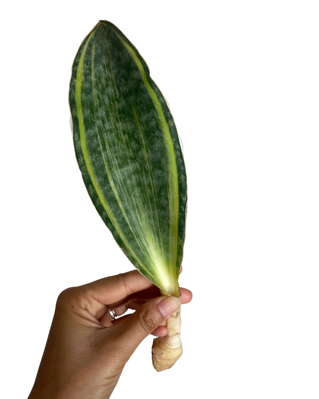 snake plant