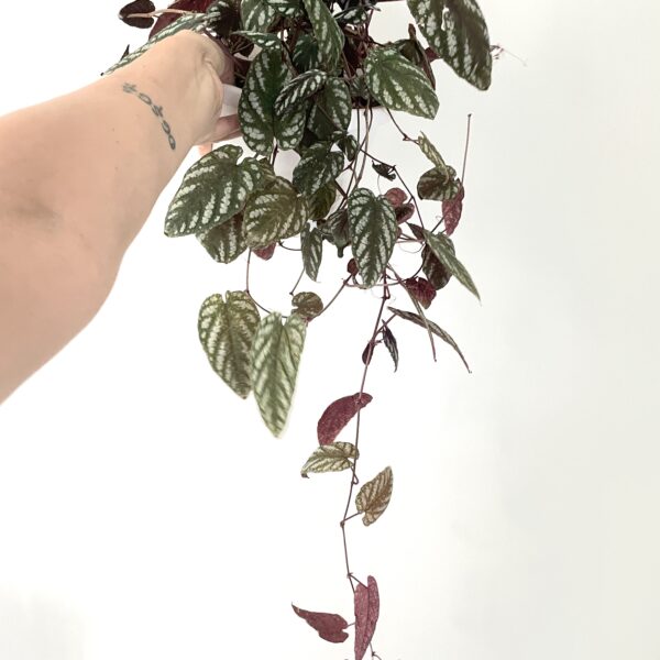 cissus discolor