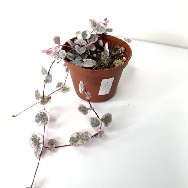 string of hearts variegated