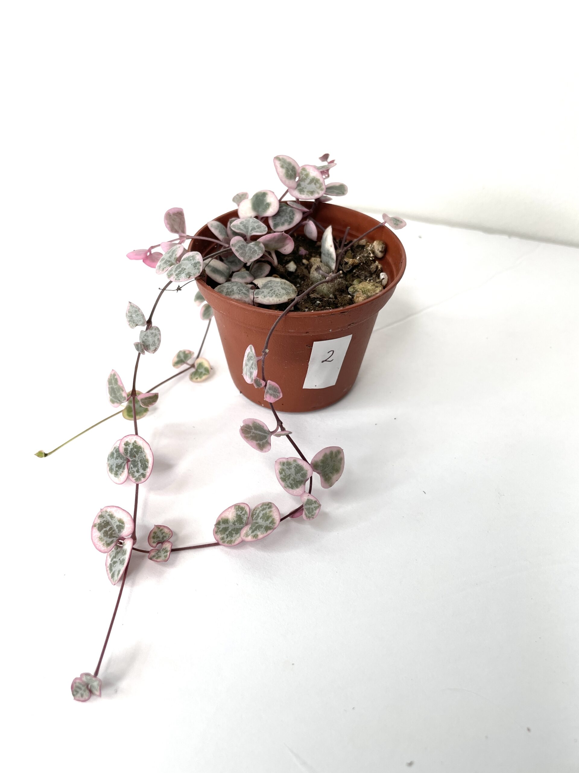 string of hearts variegated