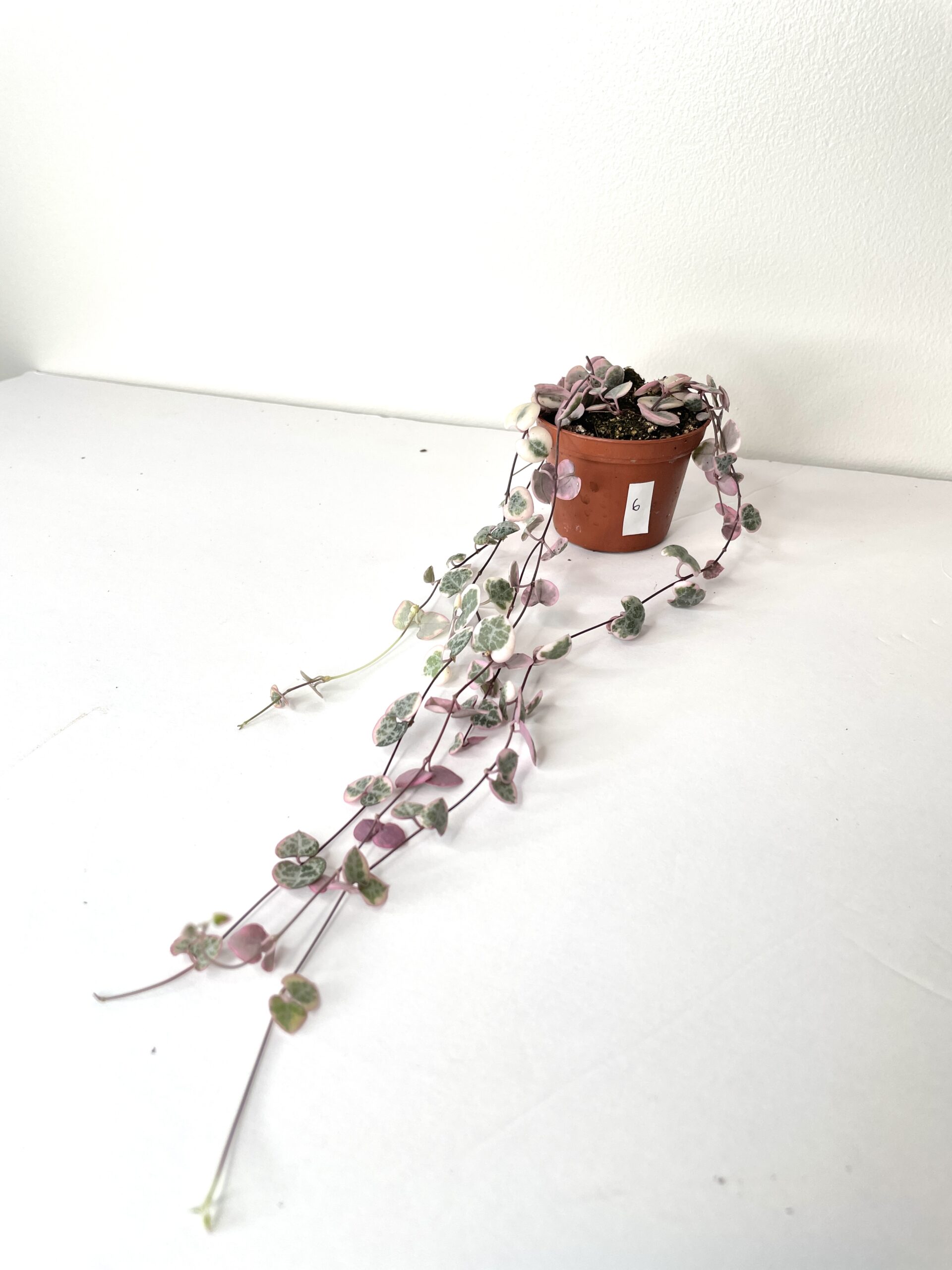 string of hearts variegated