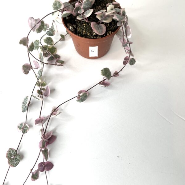 string of hearts variegated