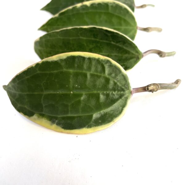 hoya plant cuttings wax plant