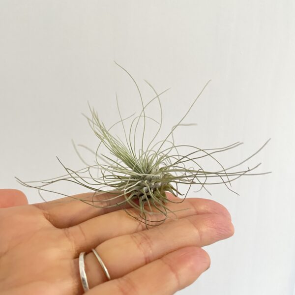 Air Plant sale