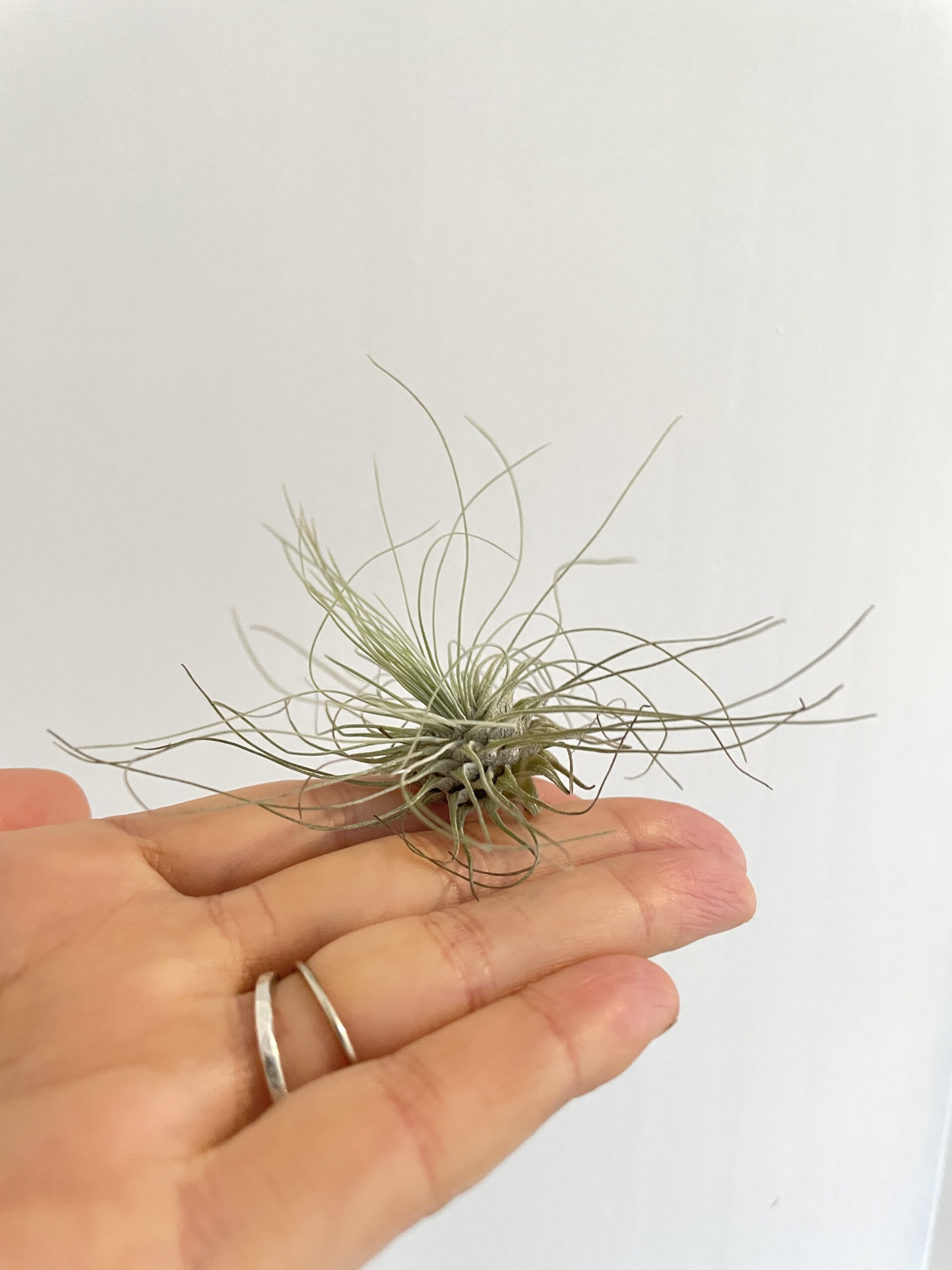 Air Plant sale