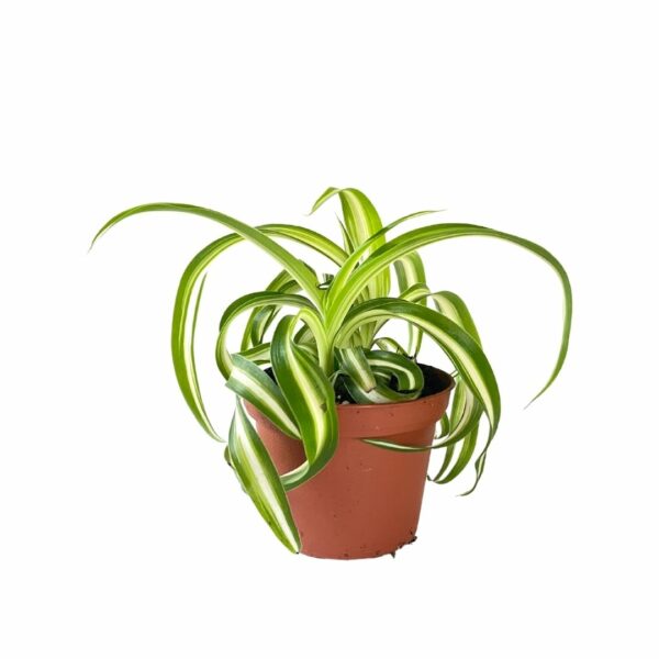 spider plant delivery indoor plant