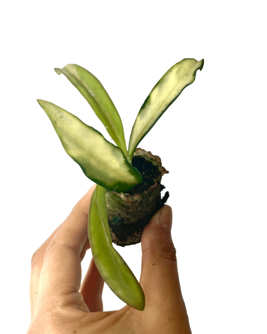 hoya wayetti variegated plant delivery