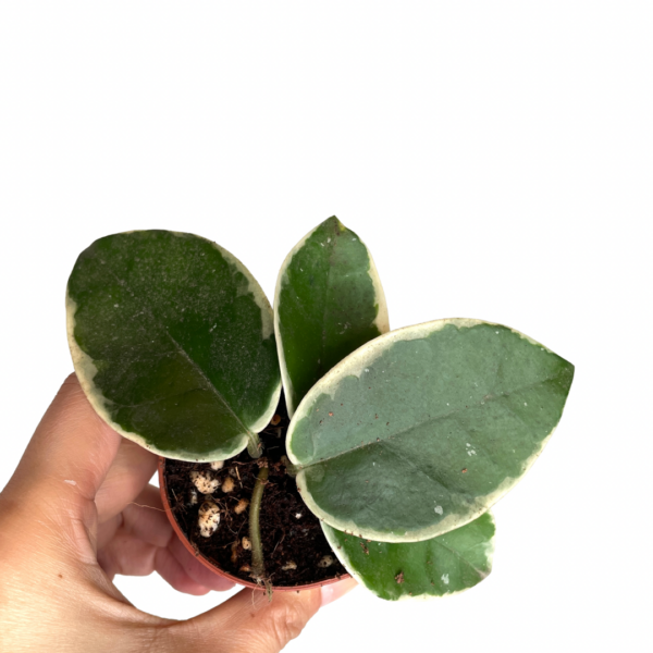 Happy Hoya Krimson Queen Plant 2.5”