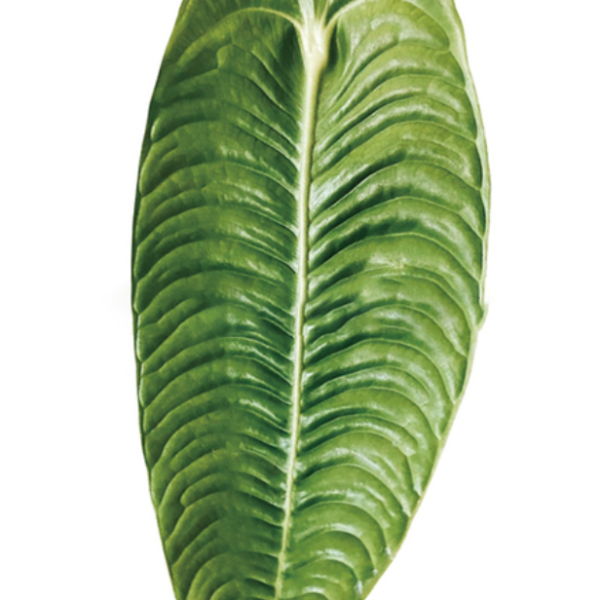Long Leaf Philodendron Phone Grip