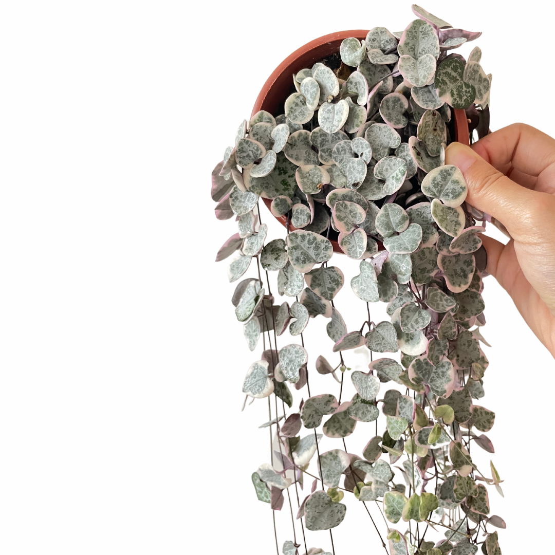 string of heart variegated sale