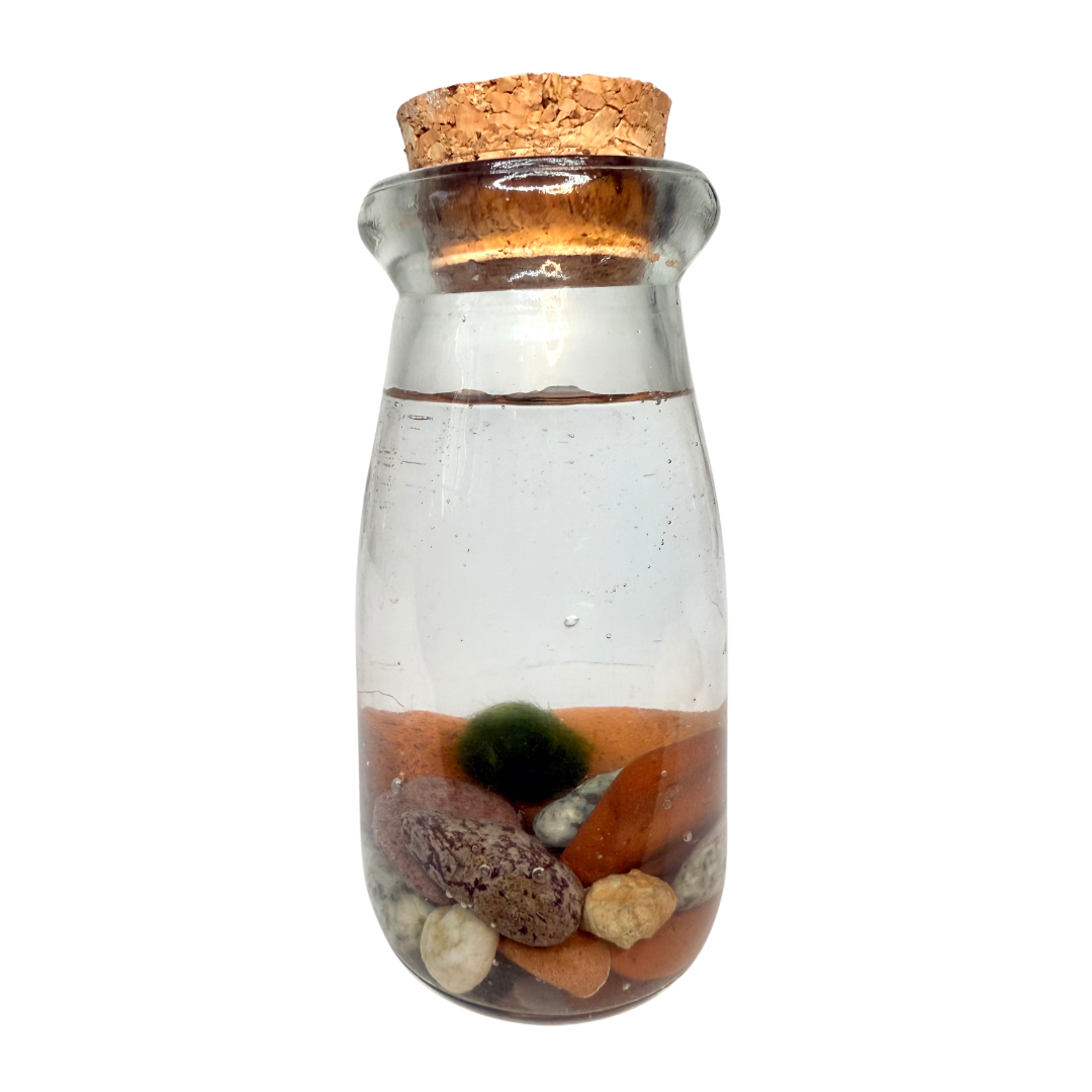 Live Marimo Glass Jar Small with River Stones